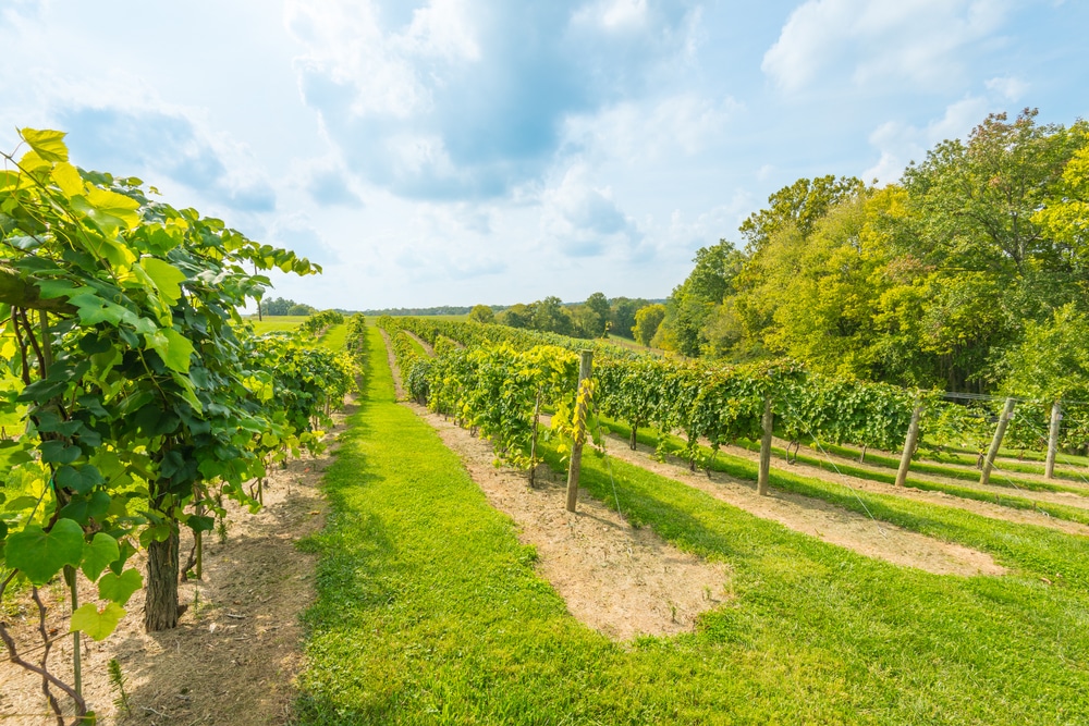 Kentucky wineries are gorgeous out in the rolling hills of Bluegrass country