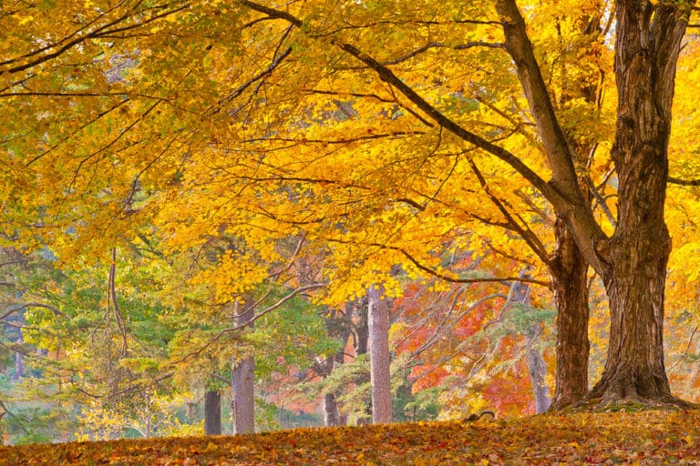 Bernheim Arboretum & Research Forest showing off stunning fall colors