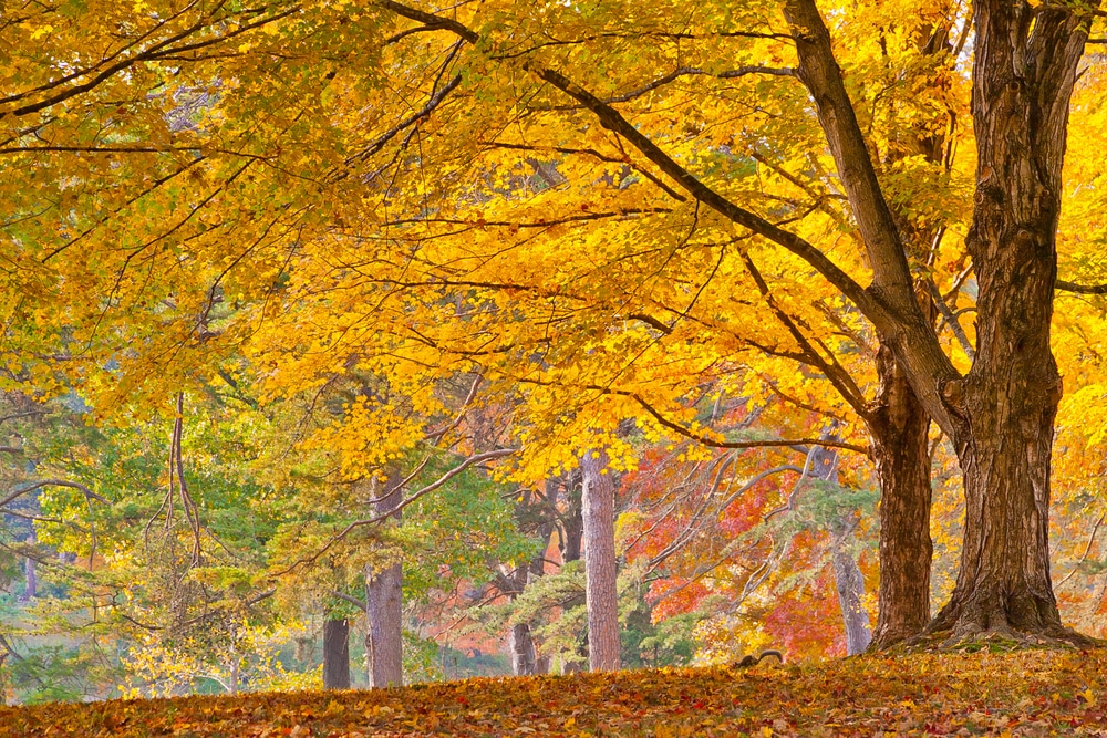 Bernheim Arboretum & Research Forest showing off stunning fall colors
